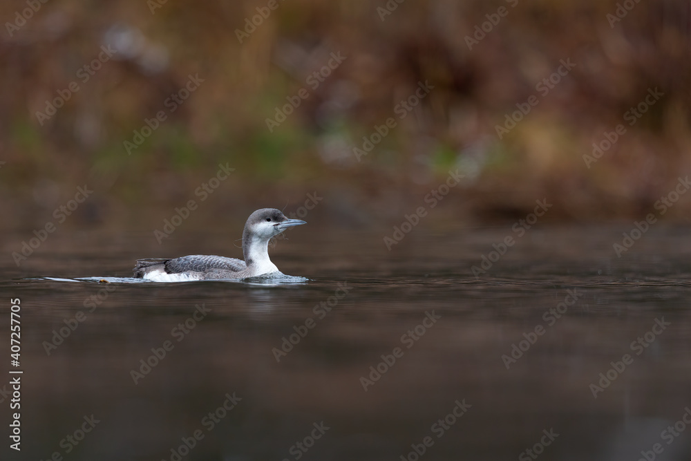 A black-throated loon (Gavia arctica) injured caught with a fishing line around its beak. A black-throated loon (Gavia arctica) injured caught with a fishing line around its beak.