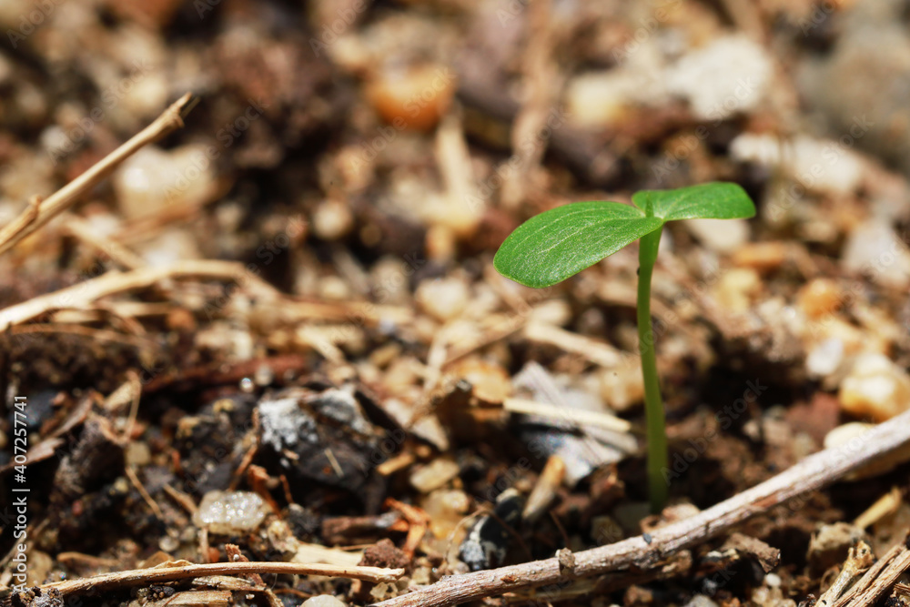 Seeding tree growthing to the tree by soil and water good nature in the world Seeding tree growthing to the tree by soil and water good nature in the world