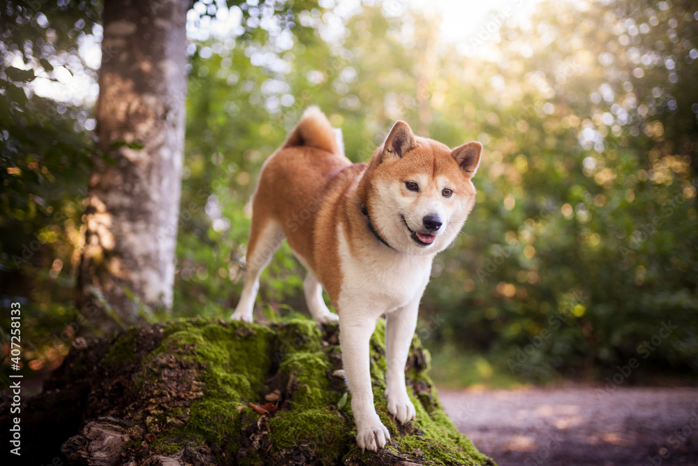 Shiba Inu steht im Wald und lächelt in die Kamera