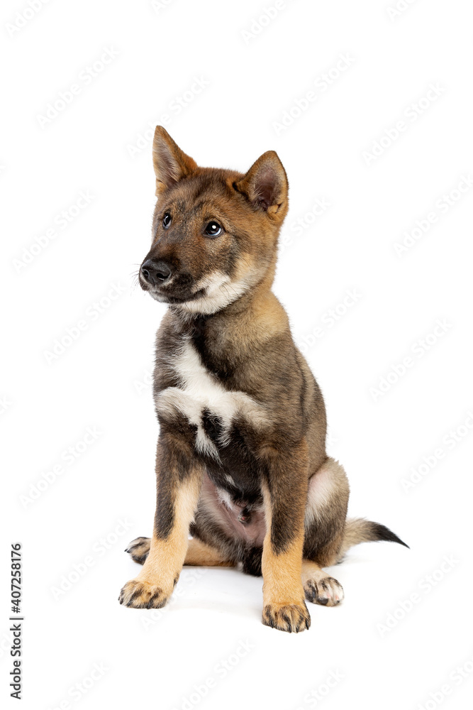 Japanese Shikoku puppy dog