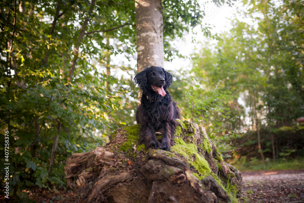 Flat coated Retriever Dog in the nature. Dog with flowers and grass. Dog on a Walk. Pretty Dog Flat coated Retriever Dog in the nature. Dog with flowers and grass. Dog on a Walk. Pretty Dog