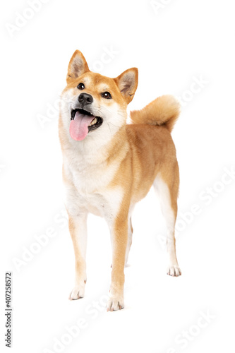 Shiba Inu Japanese breed dog