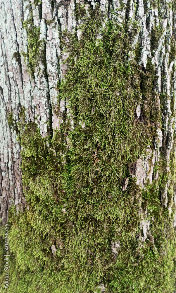 Fototapeta premium Kora drzewa pokryta mchem.