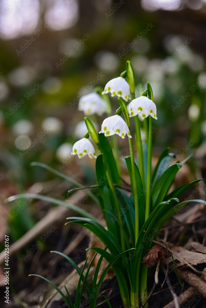 Fototapeta premium Märzenbecher Leucojum vernum Frühlings-Knotenblume Frühlingsbote giftig Wald Naturschutz Frühblüher Winter Frost Schnee erster Glockenblume Zwiebel Ostern Sonnenlicht Lichtung Wald Boden Sauerland