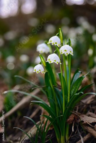 M  rzenbecher Leucojum vernum Fr  hlings-Knotenblume Fr  hlingsbote giftig Wald Naturschutz Fr  hbl  her Winter Frost Schnee erster Glockenblume Zwiebel Ostern Sonnenlicht Lichtung Wald Boden Sauerland