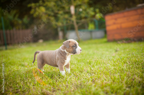 Portrait of an newborn Staffordshire Terrier. Pitbull Puppy in a box in the garden