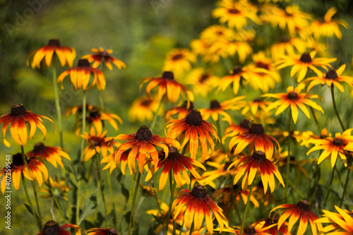 Rudbeckia hirta var. pulcherrima (Blackeyed susan) - summer bright yellow flowers bloom in the garden. Green Background
