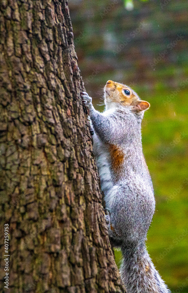 Squirrels in park Squirrels in park