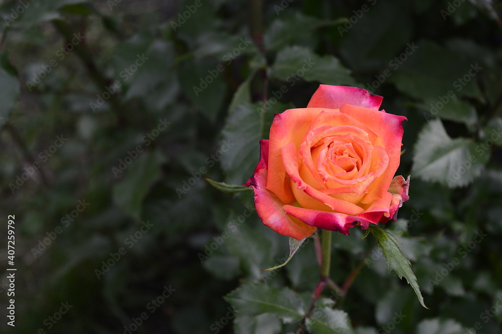 Colseup beautiful red-orange roses in full bloom known as Park rose orange Rumba with blurred background in garden Colseup beautiful red-orange roses in full bloom known as Park rose orange Rumba with blurred background in garden