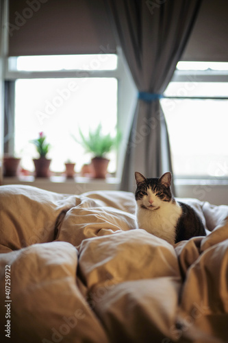 A cat sleeping on bed with blur bokeh background