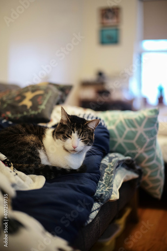 A cat sleeping on bed with blur bokeh background