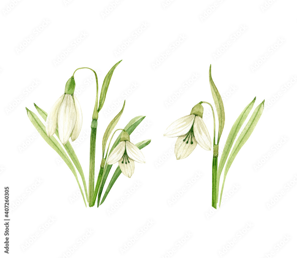 watercolor set of spring flowers snowdrops and bouquets on white background, hand painted