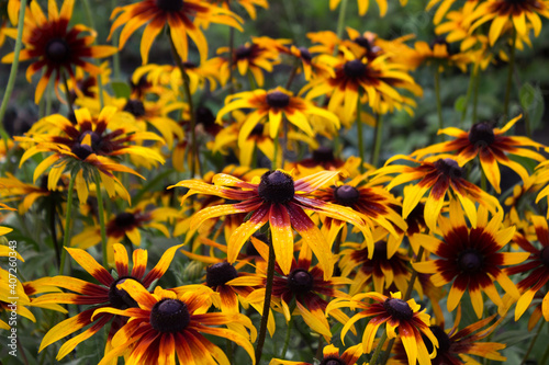 Rudbeckia hirta var. pulcherrima (Blackeyed susan) - summer bright yellow flowers bloom in the garden. Flowers in drops of water, green background