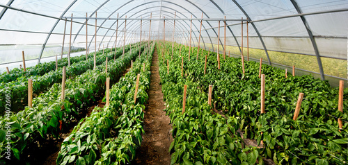Rows of yellow pepper in a greenhouse, industry