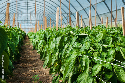 yellow pepper rows , growing vegetables in big greenhouse