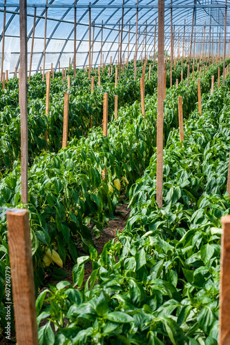 a rows of green pepper in a greenhouse, growing vegetables