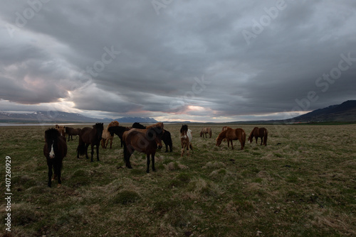 Icelandic horses under the dramatic sky