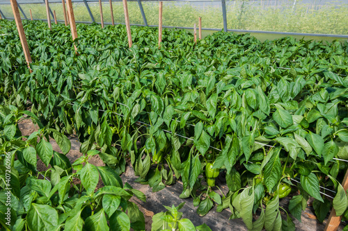 growing vegetables - green pepper in a greenhouse