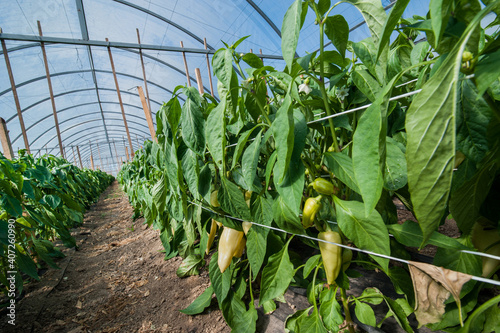 yellow pepper ripens in a greenhouse, close up