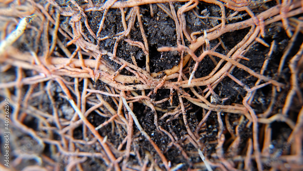 Closeup of roots of snake plant growing over dark soil. Closeup of roots of snake plant growing over dark soil.