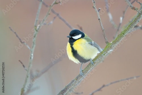 The great tit bird sitting on the branch (Parus major)