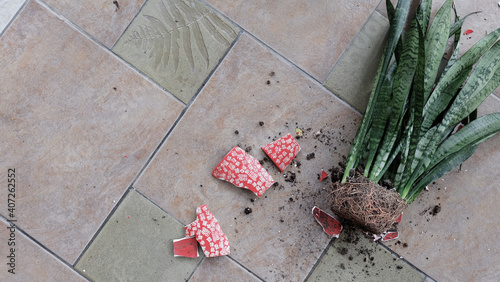 A fallen potted snake plant on the floor, with crashed and broken pieces of the pot scattered around. photo