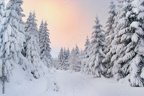 Beautiful winter snowy forest and hiking trail