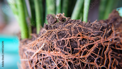 Closeup of roots of snake plant growing over dark soil, with the green leaves of the snake plant in the blurred background. photo
