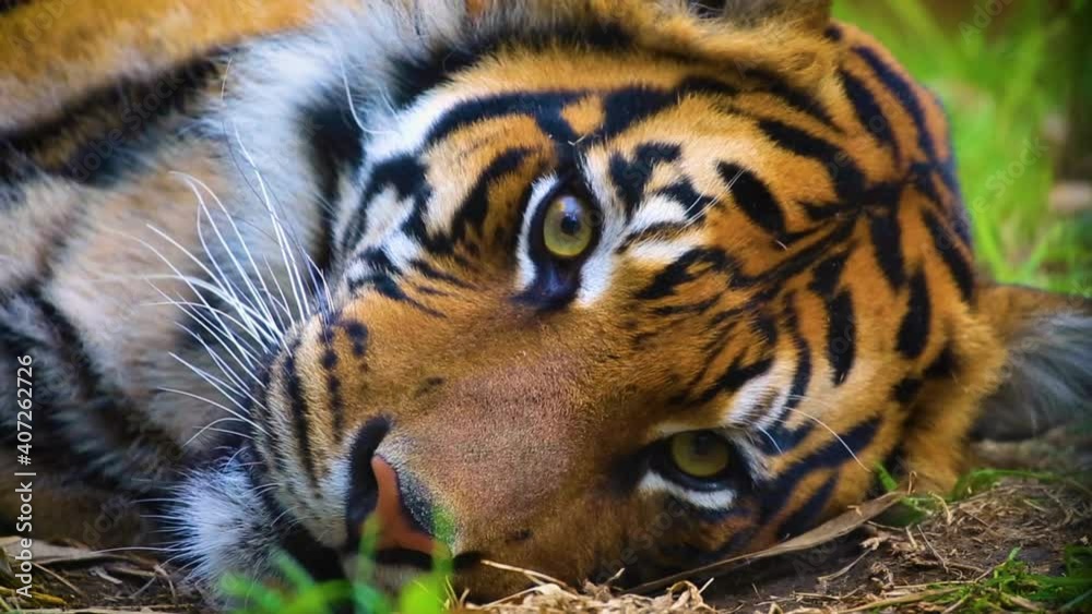 Sumatran Tiger blinking and looking directly straight into camera while lying relaxing on the ground in a jungle forest, close up