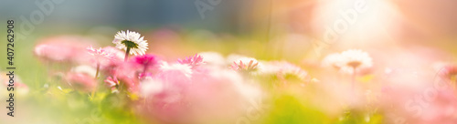 Meadow with lots of white and pink spring daisy flowers