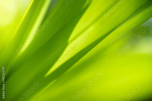 Closeup view of natural green leaf in garden against green blur background and sunlight with copy space using as background natural cover page concept.