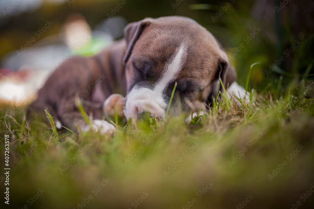 Portrait of Staffordishire Terrier Baby. Pitbull puppy in a box in the garden