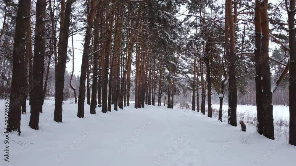 Aerial view. Winter coniferous forest. Trunks of pine trees Aerial view. Winter coniferous forest. Trunks of pine trees