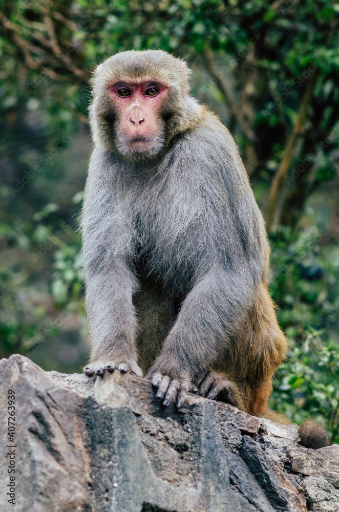 Nepal Monkey