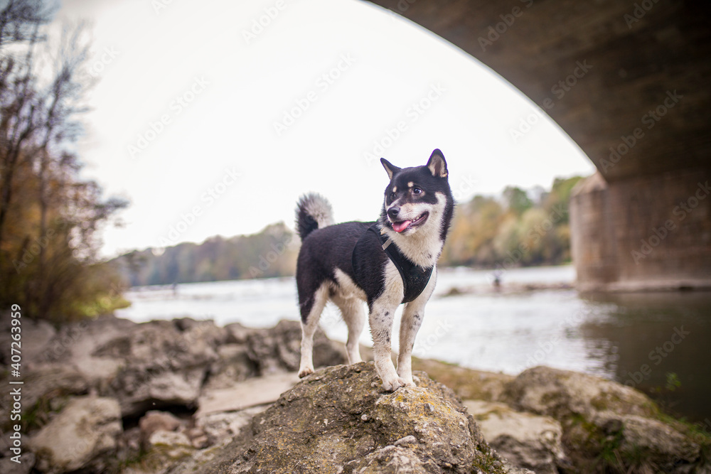 Black and Tan shiba inu on a rock close to a river.
Dog on a walk. Happy dog on a Rock