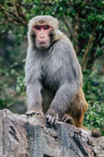 Nepal Monkey © chris