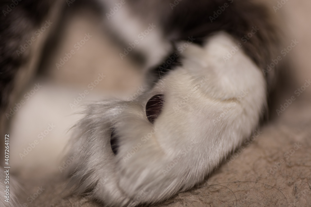 soft fluffy paws from a maine coon cat macro