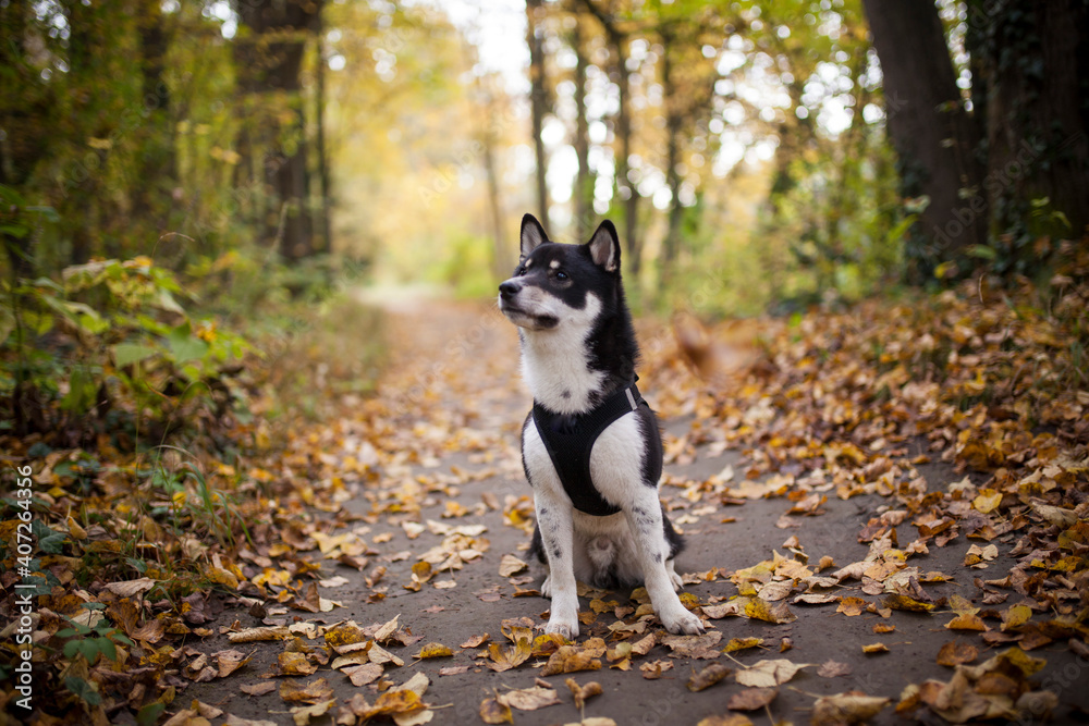 Small black shiba inu in the forest. Dog at the walk. Japanes dog sitting in the nature with flying leaves Small black shiba inu in the forest. Dog at the walk. Japanes dog sitting in the nature with flying leaves
