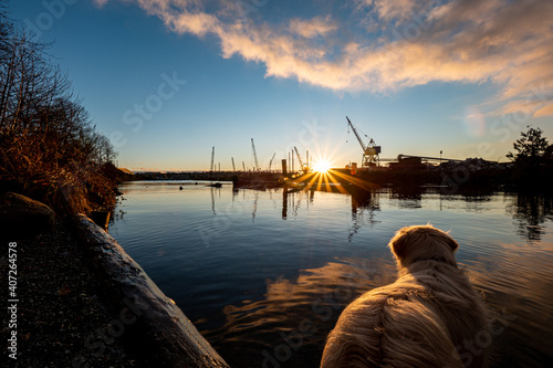 Golden Retriever dog watching sunset at a creek with industrial lands