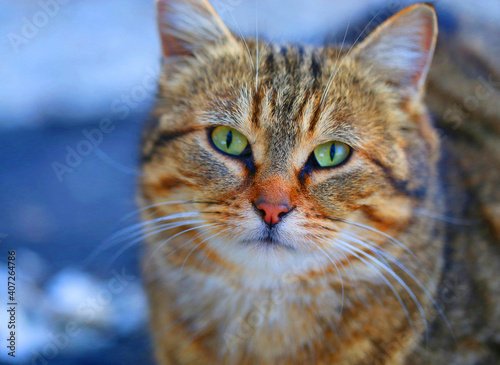 Photo portrait of a beautiful street cat