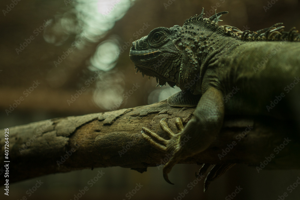 Iguana in zoo.