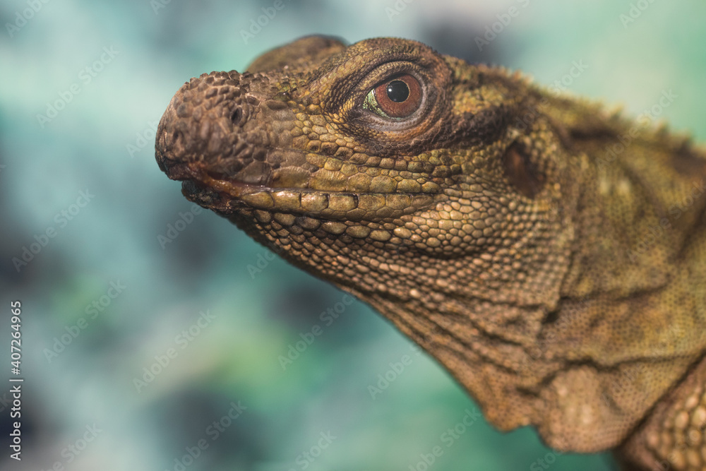 Iguana in zoo.
