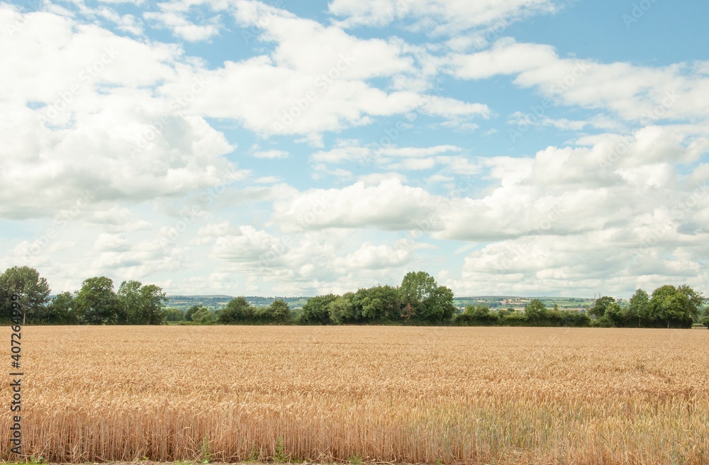 field of wheat and sky