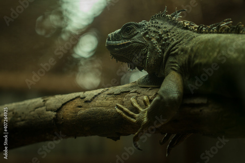 Obraz na płótnie Iguana in zoo. w salonie