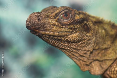 Iguana in zoo.