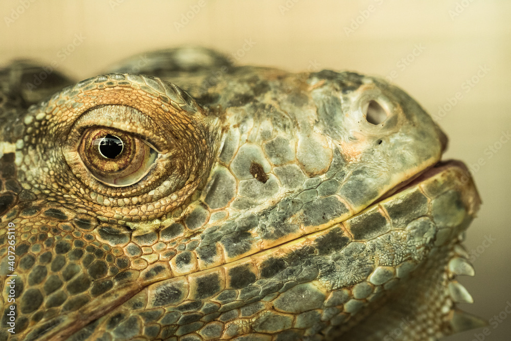 Iguana in zoo.
