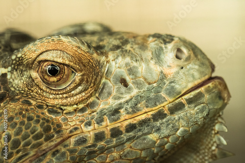 Obraz na płótnie Iguana in zoo. w salonie