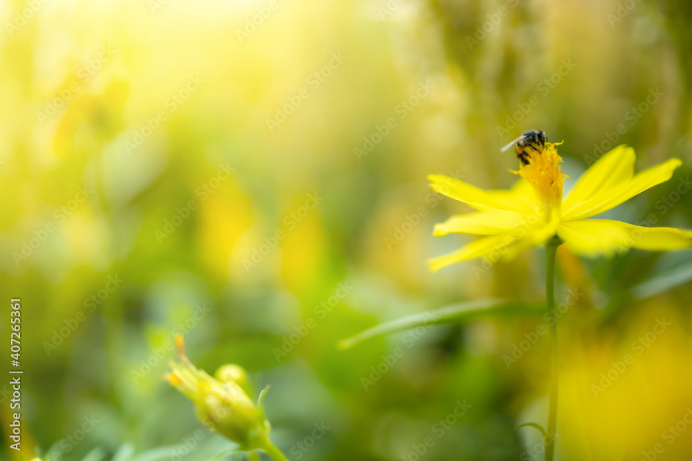 .Closeup view of natural yellow flower with honey bee in garden against green blur background and sunlight with copy space using as background natural cover page concept. .Closeup view of natural yellow flower with honey bee in garden against green blur background and sunlight with copy space using as background natural cover page concept.