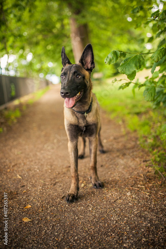 Portrait of an Malinois. Belgian Shepherd standing in the forest. Dog on a walk