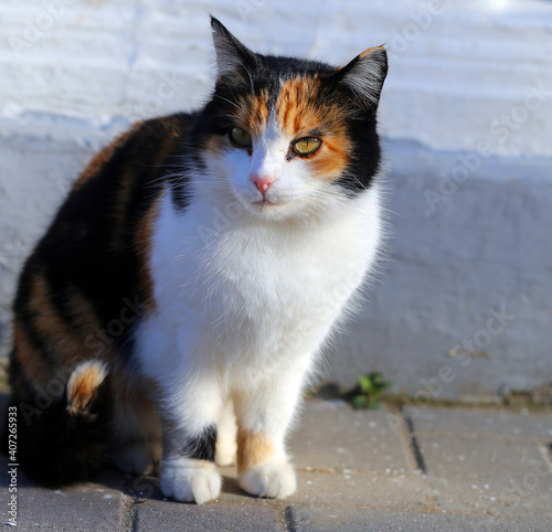 Photo portrait of a beautiful street cat